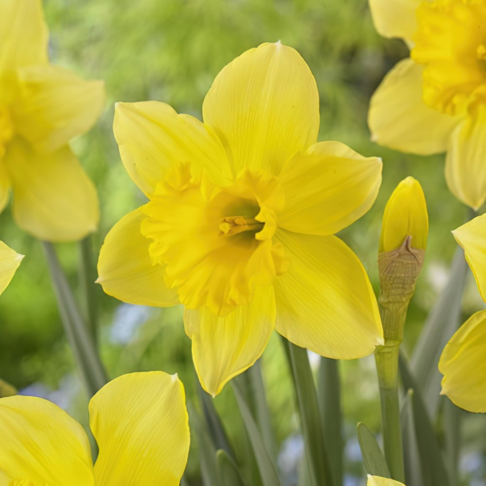 Daffodil & Vanilla Candle Jar