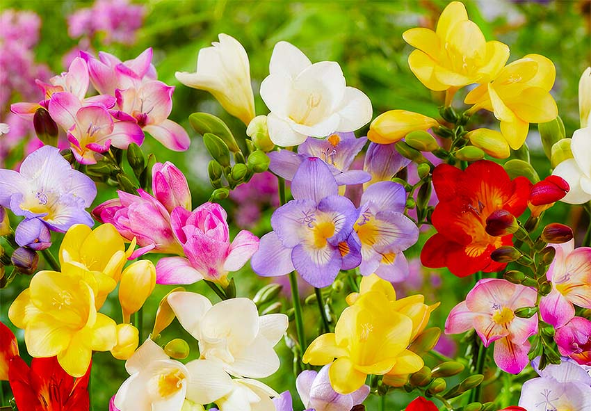 Freesia Candle Jar