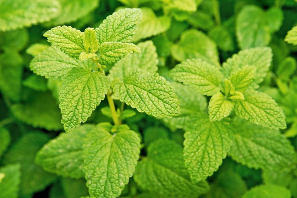 Lemon & Mint Candle Jar