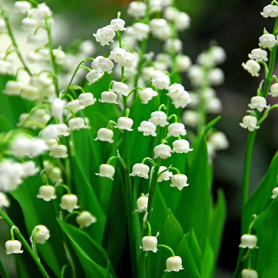 Lily of the Valley Candle Jar