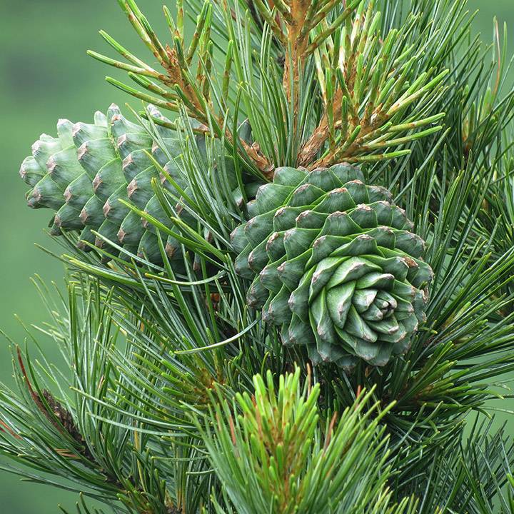 Christmas Candle Trio