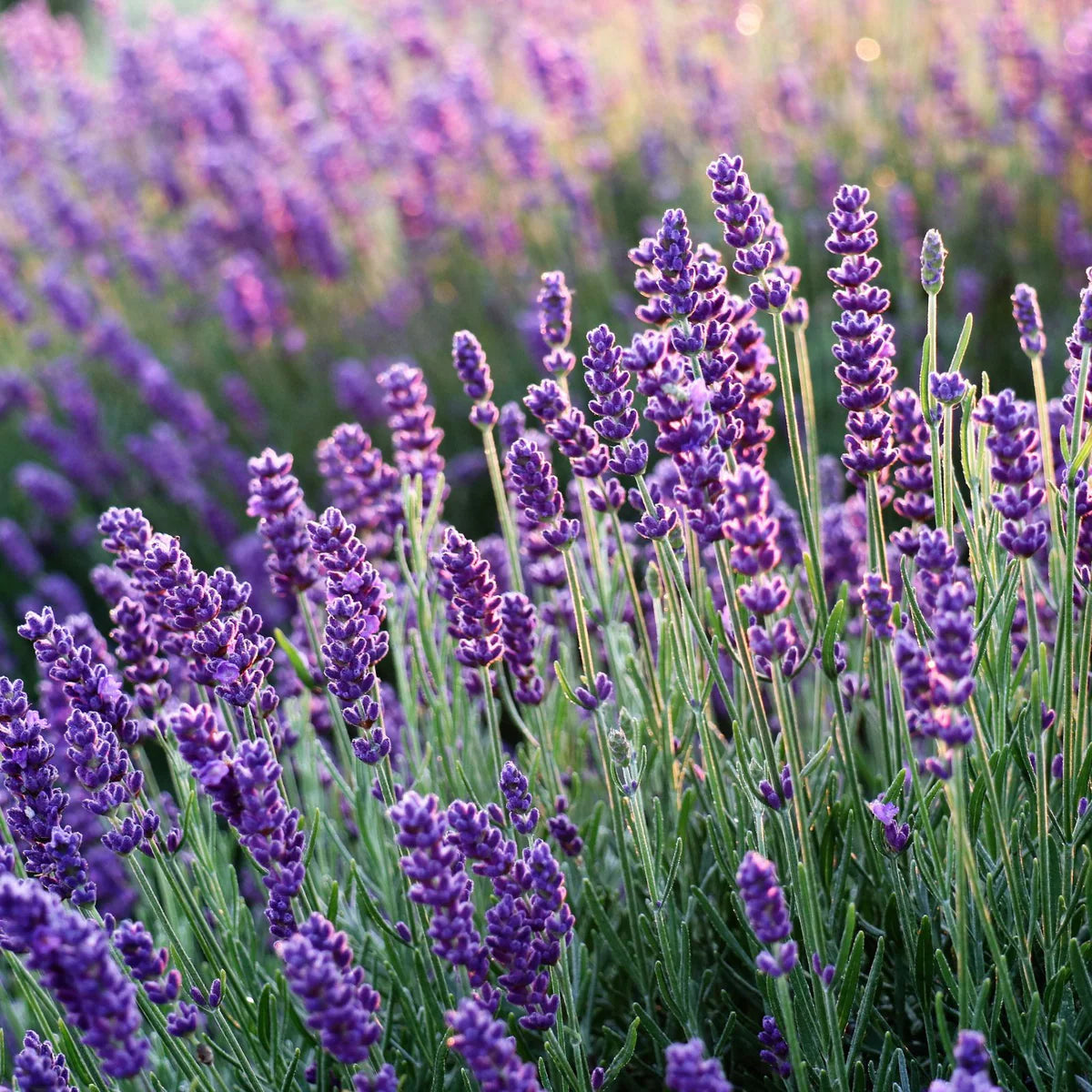 Lavender Candle Jar