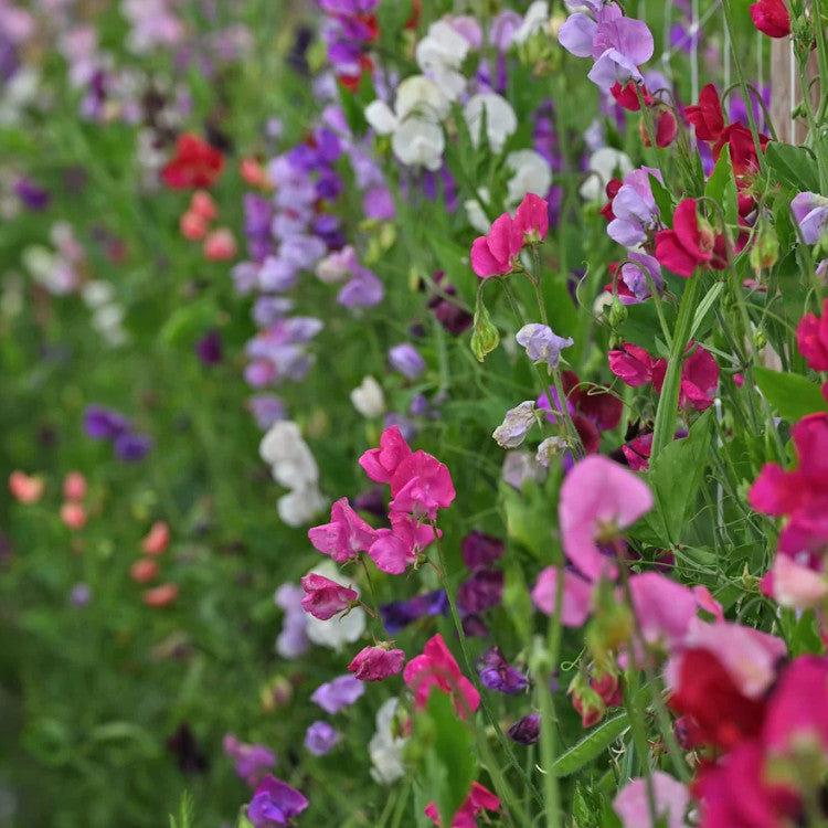 Sweet Pea Candle Jar