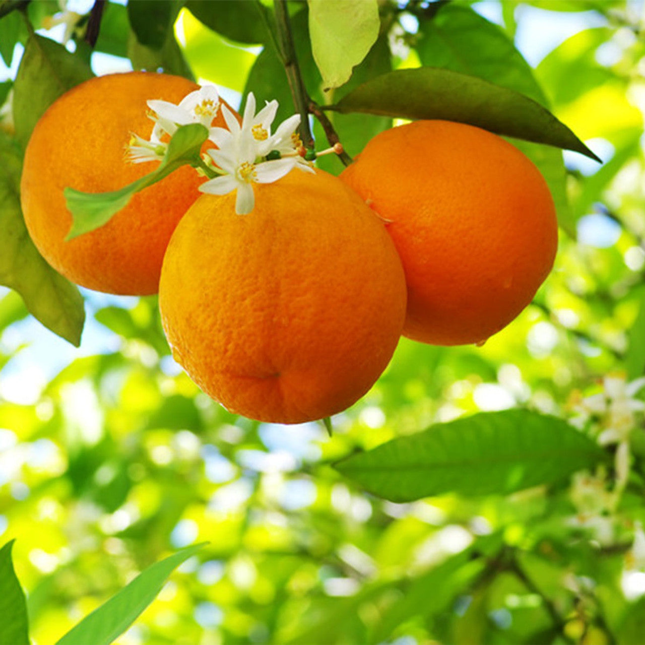 Spring Blossom & Mandarin Candle Jar